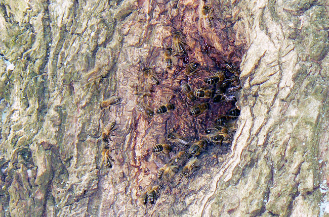 Déplacement de nid d'abeilles à Belle-Ile