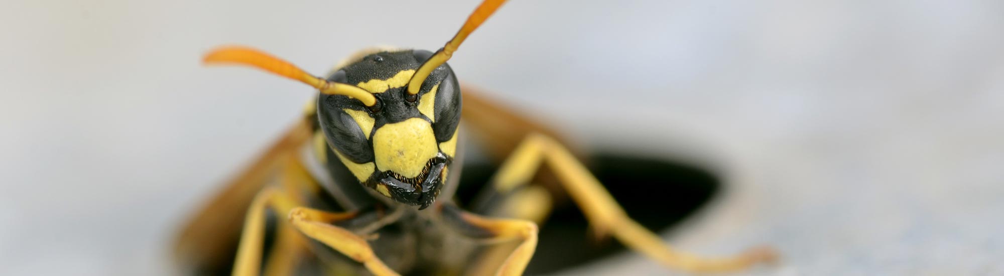 traitement insecte : Nuances Isles sarl Belle-Ile